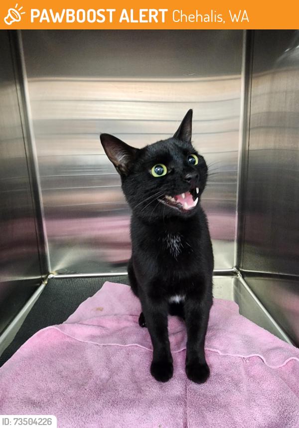 Found/Stray Male Cat last seen N Market Blvd, Chehalis, WA 98532