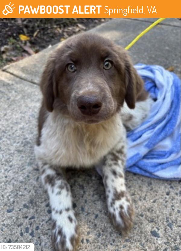 Found/Stray Male Dog last seen Danbury Forest Dr behind Lonsdale Dr, Springfield, VA 22151