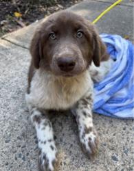 Found/Stray Male Dog last seen Danbury Forest Dr behind Lonsdale Dr, Springfield, VA 22151