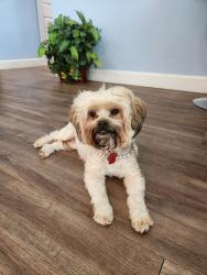 Reunited Female Dog last seen Lane Avenue South and Hyde Grove Avenue, Jacksonville, FL 32205