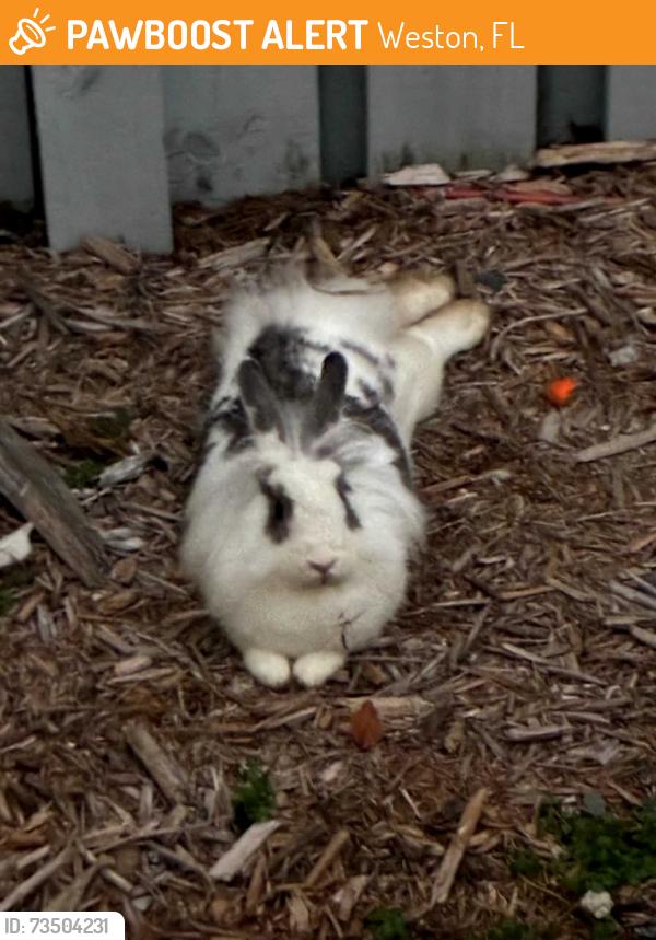 Found/Stray Unknown Rabbit last seen Seagrape Circle, Garden Homes, Weston, FL 33326