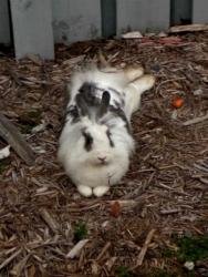 Found/Stray Unknown Rabbit last seen Seagrape Circle, Garden Homes, Weston, FL 33326