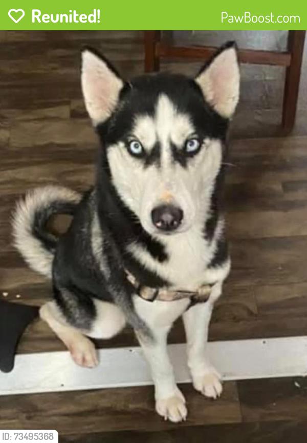 Reunited Male Dog last seen Near E. 83rd St. in Chicago's South Chicago, Chicago, IL 60633