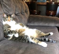 Reunited Female Cat last seen Bonnie Brae and Indian Point Road, Twin Lakes, WI 53181