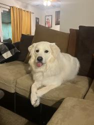 Lost Female Dog last seen S kalispell way, Aurora, CO 80017