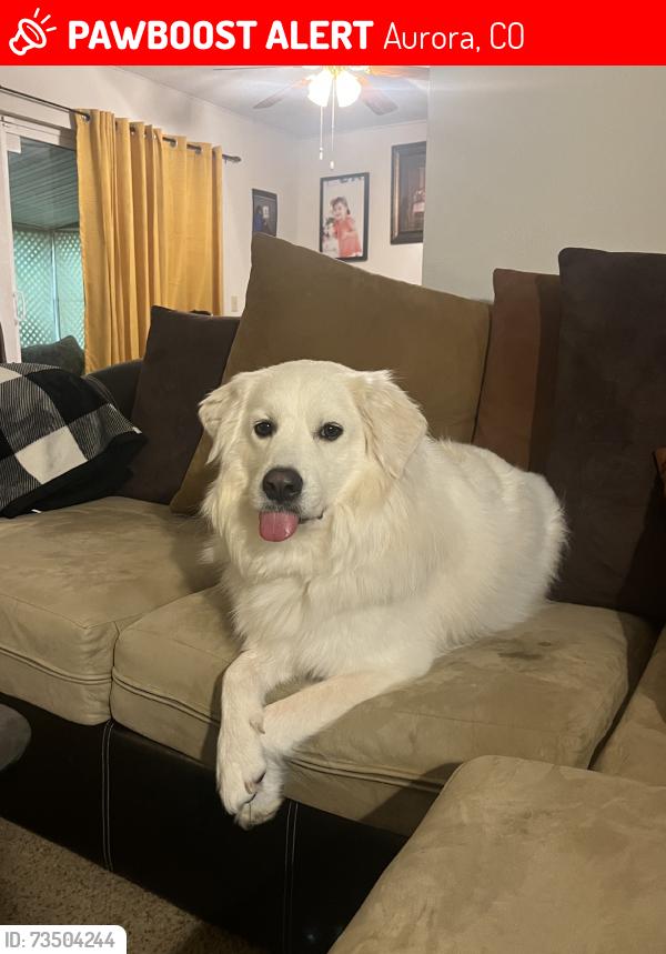 Lost Female Dog last seen S kalispell way, Aurora, CO 80017