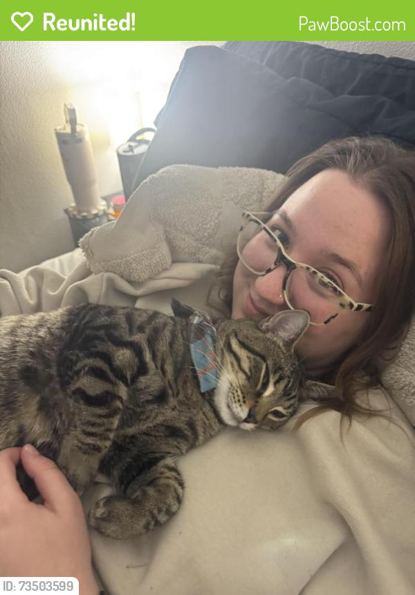Reunited Male Cat last seen Hucks Fairview Heights, Fairview Heights, IL 62208