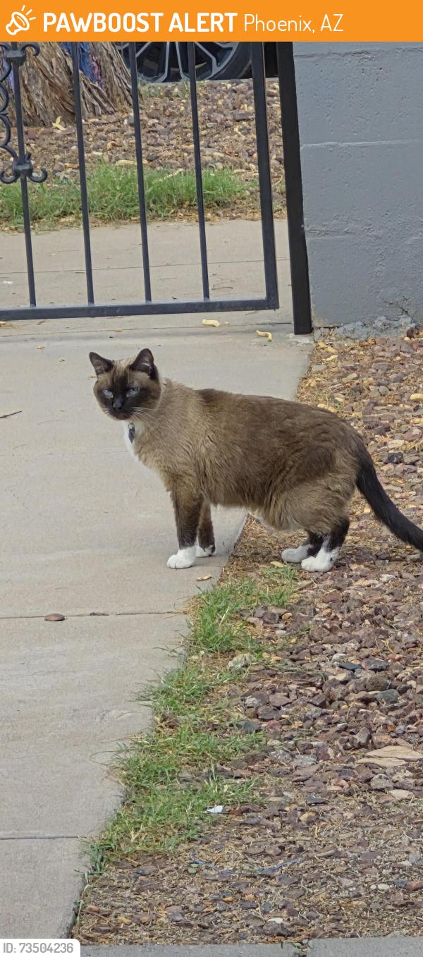 Found/Stray Unknown Cat last seen Near North 10th Avenue, Phoenix, AZ 85007