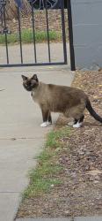 Found/Stray Unknown Cat last seen Near North 10th Avenue, Phoenix, AZ 85007