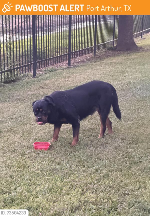 Found/Stray Male Dog last seen Right next to the canal, Port Arthur, TX 77642