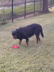 Found/Stray Male Dog last seen Right next to the canal, Port Arthur, TX 77642