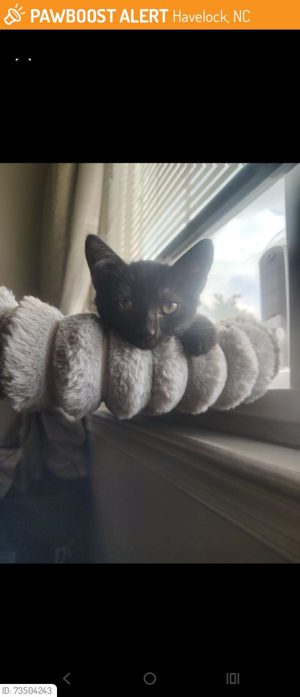 Found/Stray Female Cat last seen McCotter Blvd. Havelock NC, Havelock, NC 28532