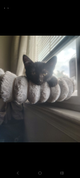 Found/Stray Female Cat last seen McCotter Blvd. Havelock NC, Havelock, NC 28532