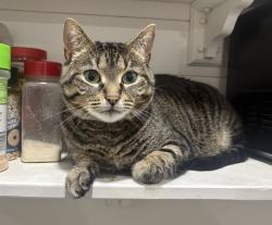 Reunited Female Cat last seen In the courtyard of The Verdant apmts, San Jose, CA 95134