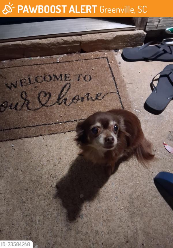 Found/Stray Female Dog last seen Pelham Apparments, Greenville, SC 29615