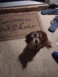 Found/Stray Female Dog last seen Pelham Apparments, Greenville, SC 29615