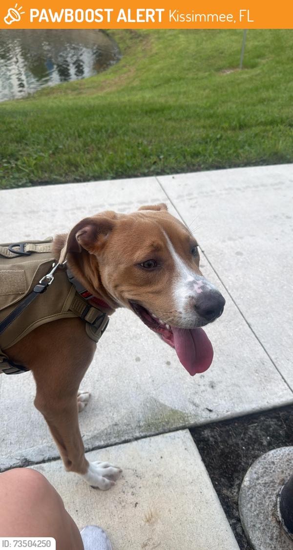 Found/Stray Male Dog last seen Kissimmee Christian PrepSchool, Kissimmee, FL 34744