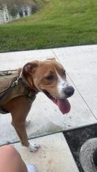 Found/Stray Male Dog last seen Kissimmee Christian PrepSchool, Kissimmee, FL 34744