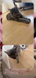 Reunited Male Cat last seen Avenida Del Platino and Calle Diamonte, Thousand Oaks, CA 91320