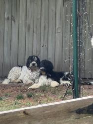 Reunited Male Dog last seen Carvers creek state park, Fayetteville, NC 28311
