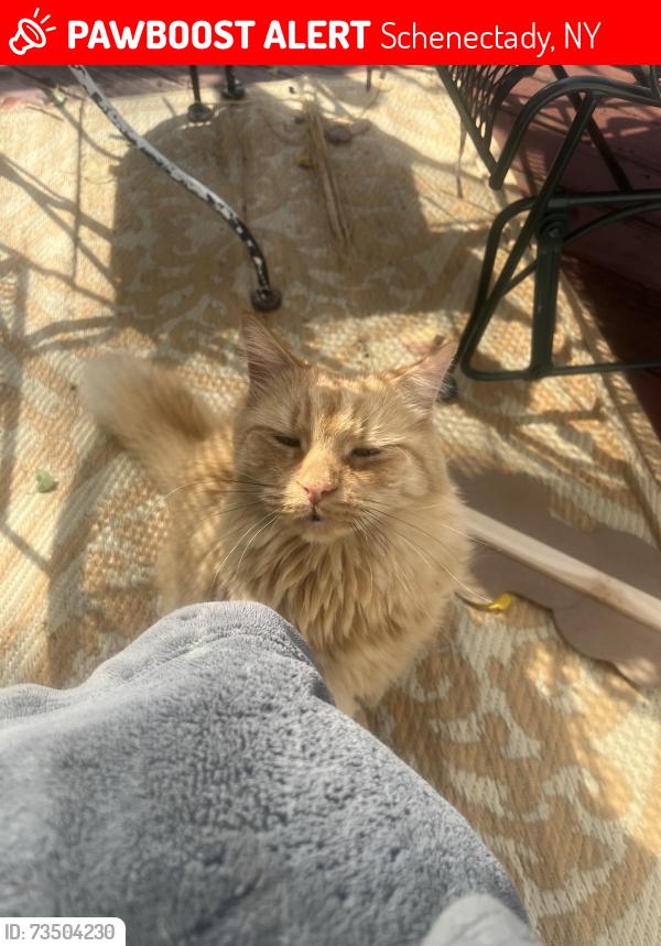 Lost Male Cat last seen Maryvale dr, Schenectady, NY 12304