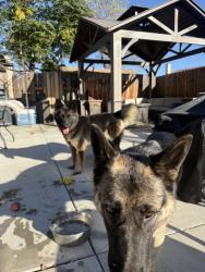 Found/Stray Unknown Dog last seen Cedar and etiwanda, Rialto, CA 92376