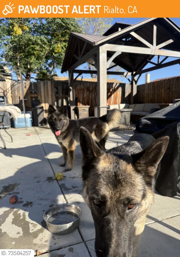 Found/Stray Unknown Dog last seen Cedar and etiwanda, Rialto, CA 92376
