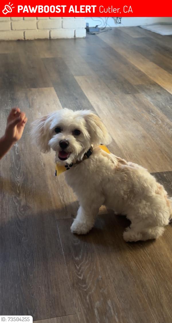 Lost Male Dog last seen Cutler,ca, Cutler, CA 93615