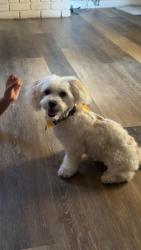 Lost Male Dog last seen Cutler,ca, Cutler, CA 93615