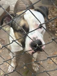 Found/Stray Male Dog last seen NW 50th and May, Oklahoma City, OK 73112