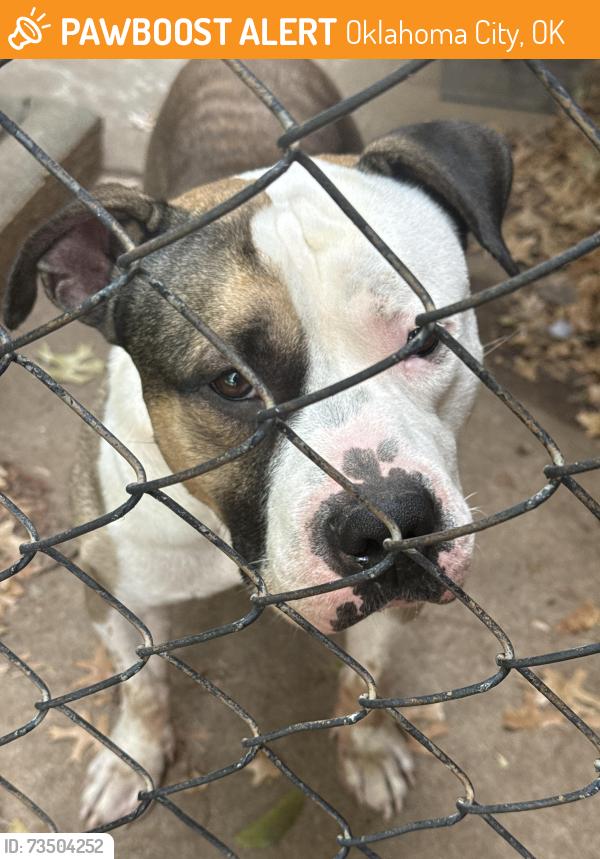 Found/Stray Male Dog last seen NW 50th and May, Oklahoma City, OK 73112