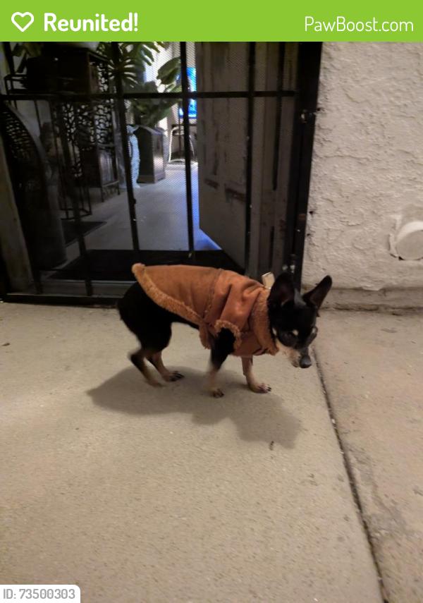 Reunited Unknown Dog last seen Hilltop and Palomar, Chula Vista, CA 91911