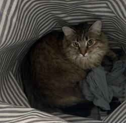 Reunited Male Cat last seen Casa Verde Street, Zanker Road, E Tasman Dr, San Jose, CA 95134