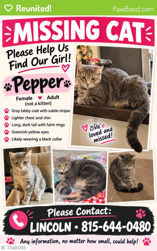Reunited Female Cat last seen Vintage dr and Traymore dr, Joliet, IL 60431