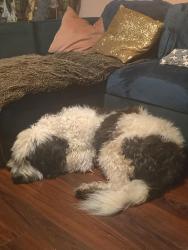 Reunited Male Dog last seen Camp Swatara rd, Frystown Rd, PA 19507