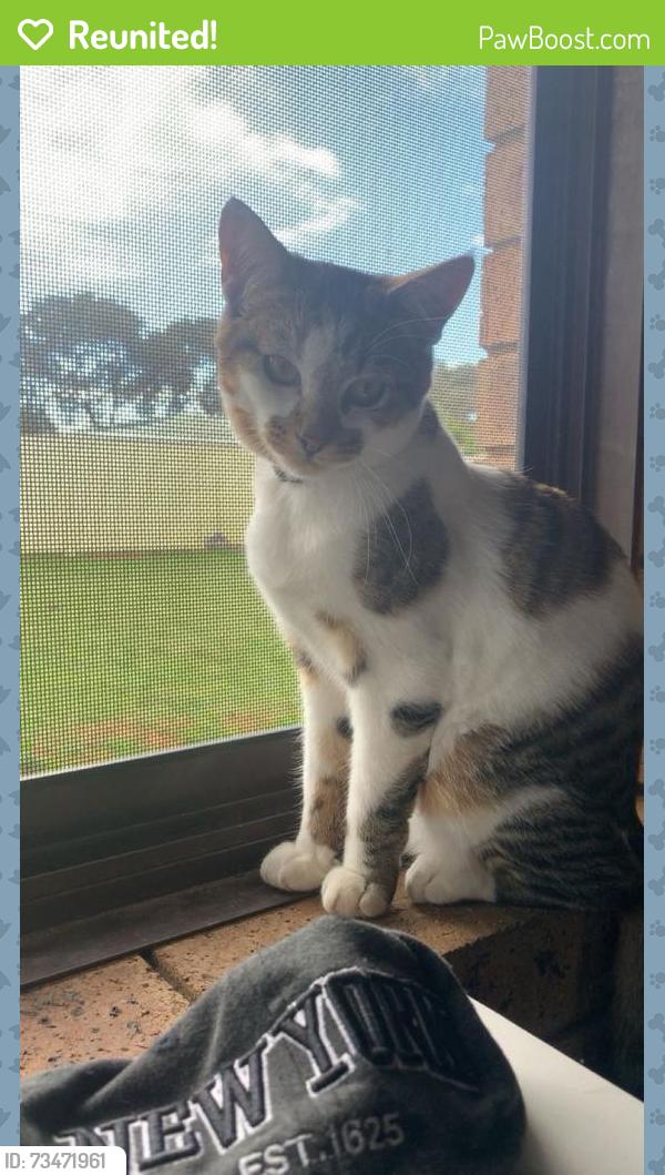 Reunited Male Cat last seen Kabiana way Dayton, Dayton, WA 6055