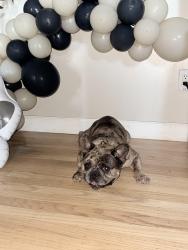 Reunited Male Dog last seen Edenvale, San Jose, CA 95111