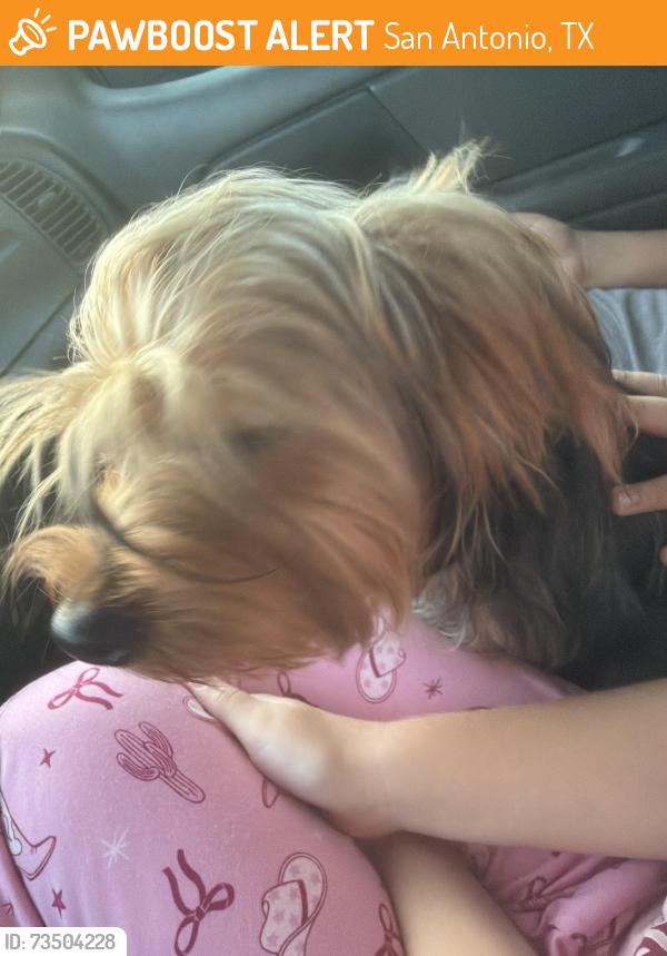 Found/Stray Female Dog last seen Bandera, San Antonio, TX 78240