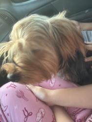 Found/Stray Female Dog last seen Bandera, San Antonio, TX 78240