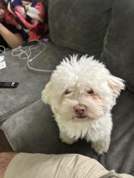 Reunited Male Dog last seen Kent drive, Arlington, TX 76010