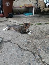 Reunited Female Cat last seen Near 139st, Queens, NY 11435