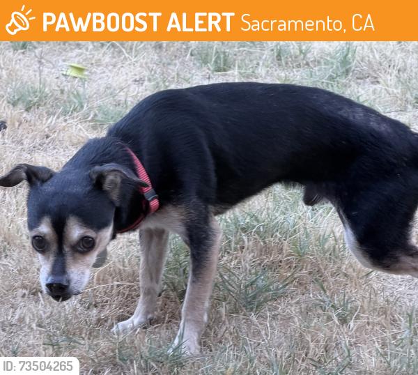 Found/Stray Male Dog last seen Martin Luther king blvd and 22 Ave, Sacramento, CA 95820