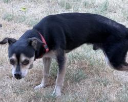 Found/Stray Male Dog last seen Martin Luther king blvd and 22 Ave, Sacramento, CA 95820
