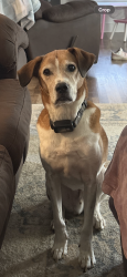 Lost Male Dog last seen Near West Honaker Road, Stamping Ground, KY 40379