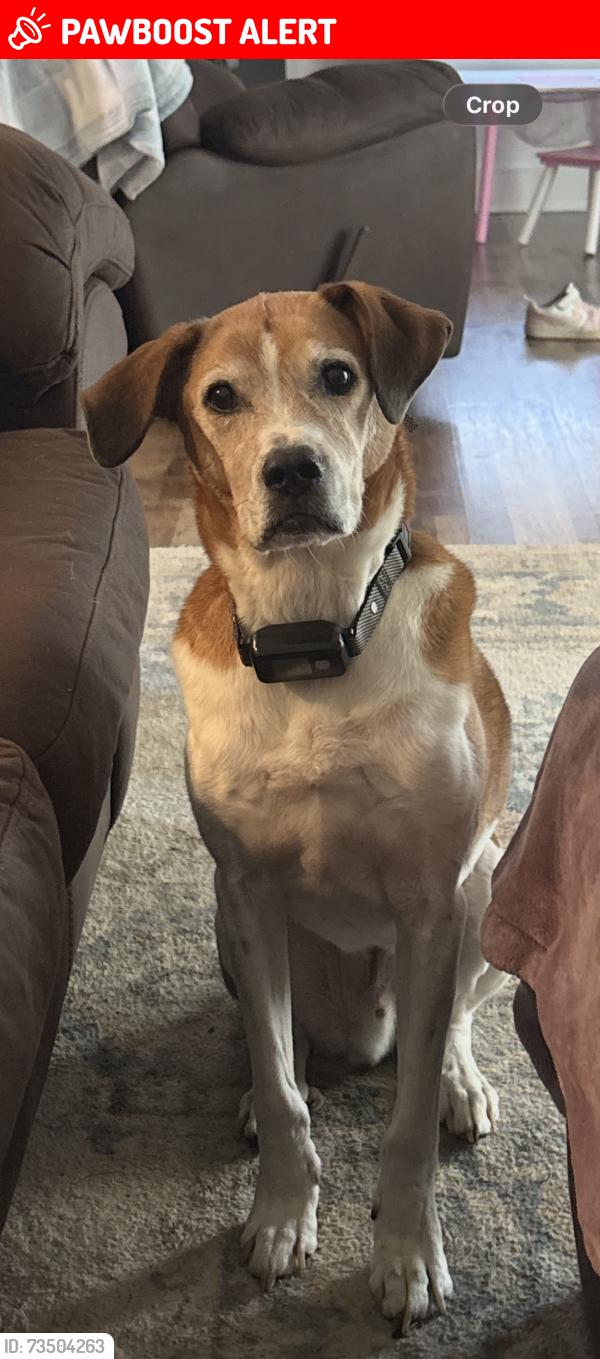 Lost Male Dog last seen Near West Honaker Road, Stamping Ground, KY 40379