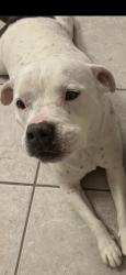 Lost Female Dog last seen Concord, Forney, TX 75126