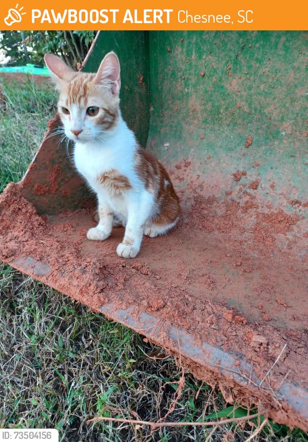 Found/Stray Male Cat last seen Peachtree rd and mcswain, Chesnee, SC 29323