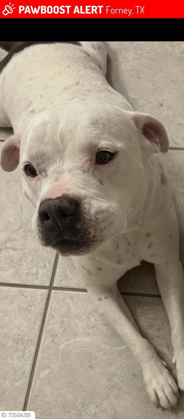 Lost Female Dog last seen Concord, Forney, TX 75126