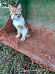 Found/Stray Male Cat last seen Peachtree rd and mcswain, Chesnee, SC 29323