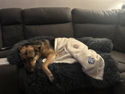 Lost Female Dog last seen Near 21 Lincoln Road Warburton 3799 Australia, Warburton, VIC 3799